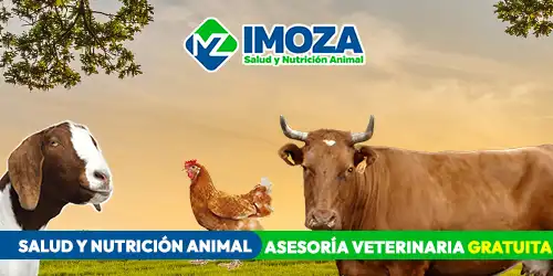 Imagen 2 del perfil de Imoza