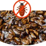 Control de Cucarachas y Chiripas