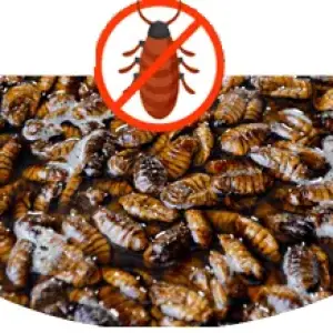 Control de Cucarachas y Chiripas