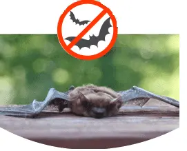 Control de murciélagos