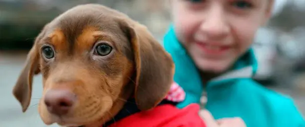 Origen de la relación del hombre con su mejor amigo -el perro-